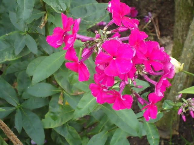 Phlox